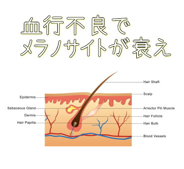 炭酸水 頭皮マッサージ